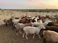 گاو ماده, Simmental cattle — عکس 7