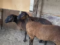 Ovca, Karakul sheep — fotografija 4