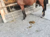Cavallo, Cavalli — foto 6