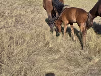 Kobyła, Kazakh horse — zdjęcie 3