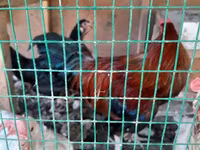 Chickens — عکس 5