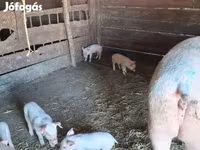 Scrofa, Дюрок — foto 6