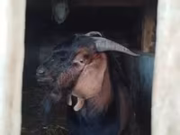 Mbuzi dume, Nubian Goat — picha 1
