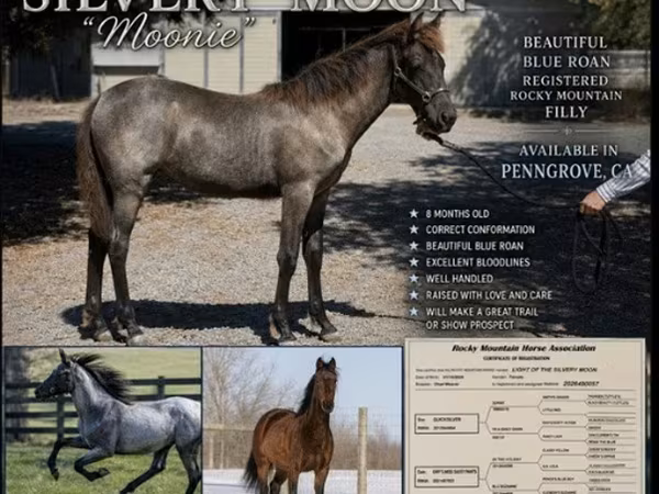 Mare, Rocky Mountain Horse