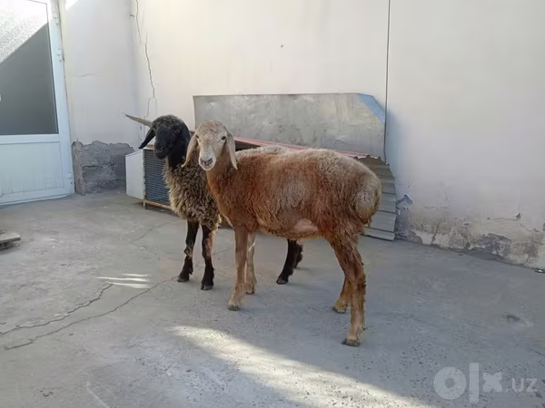 양(암수 미지정, 묶음), 양