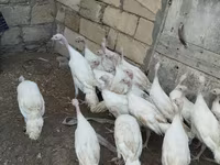 Turkeys — 사진 2