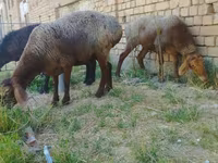 Pecore (lotto, sesso non specificato), Pecore — foto 1