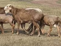 แกะตัวผู้, Hissar sheep — รูปภาพ 6
