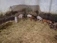 Babi betina, Pigs — foto 3