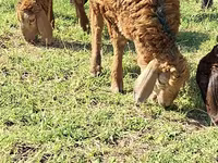 ወንድ ፍየል, Goats — ፎቶ 4