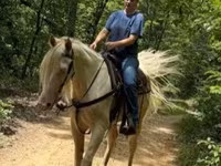 Kůň, Kentucky mountain daddle horse — foto 4