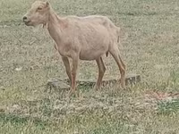 Ziegenbock, Alpine goat — Foto 1