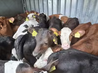 Byk, Simmental cattle — zdjęcie 5