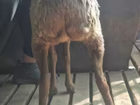 Ovca, Arashan sheep — fotografija 8