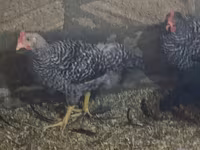 Chickens — عکس 3
