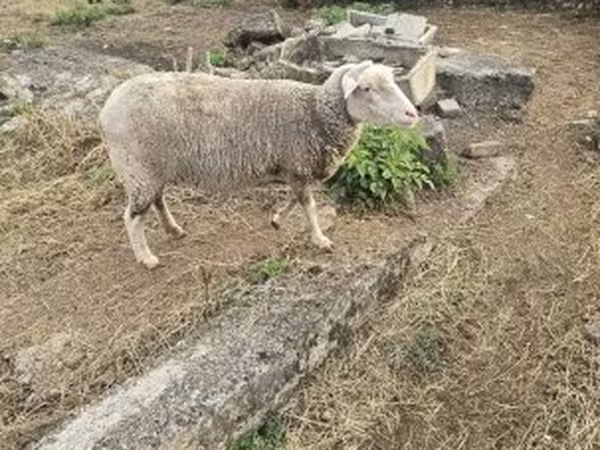 Ovca, Australian merinos sheep