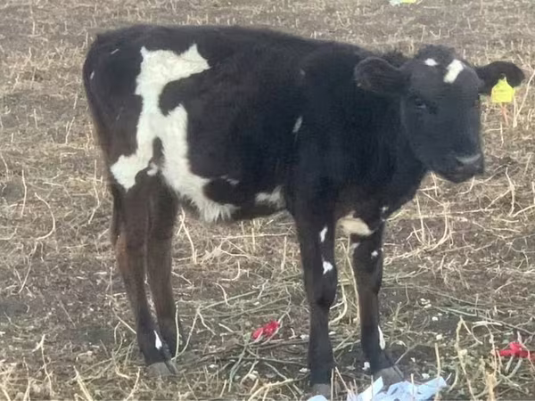 Бух, Russian Black pied cattle