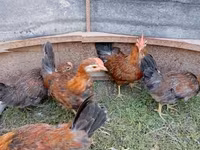 Chickens — foto 6
