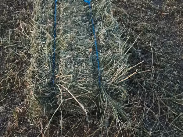 В продаже тюки из люцернии.