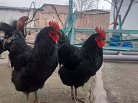 Chickens — الصورة 3