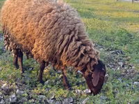 قوچ, گوسفند — عکس 2