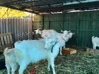 Էգ այծ, Pomellata goat — լուսանկար 7