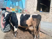 Toro, Razza Holstein — foto 1