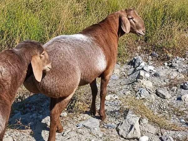 Ovejas (lote, sexo no especificado), Edilbay sheep