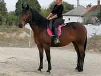 Stute, Hungarian horse breed — Foto 5