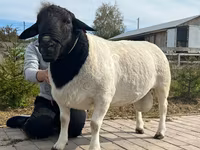 Kambing jantan, Dorper sheep — foto 4