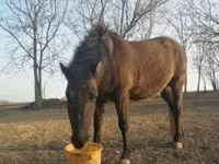 Kůň, Hucul pony — foto 2