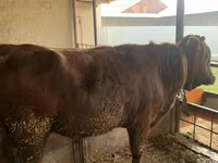 Lembu jantan, Cattle — foto 5