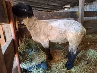 母羊, White Suffolk sheep — 照片 3