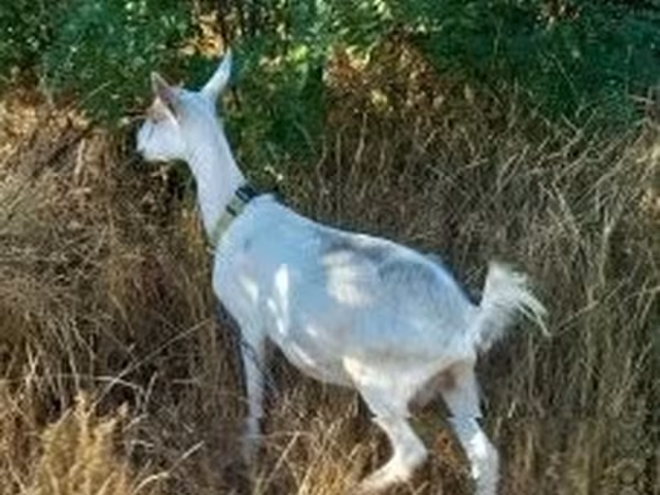 Goat, Saanen goat — Hungary