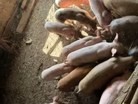 Doofaar lab, Pigs — sawirka 4