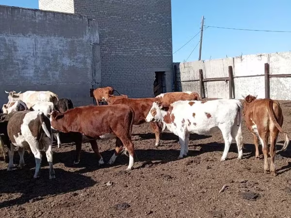 گاو ماده, Simmental cattle