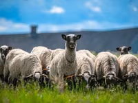 公羊, Romanov sheep — 照片 1