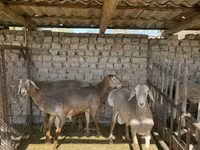 Kambing jantan, Sheep — foto 2