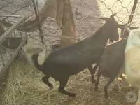 Κατσίκα, Murcia-Granada goats — φωτογραφία 5