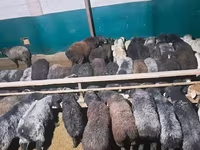 قوچ, گوسفند — عکس 1