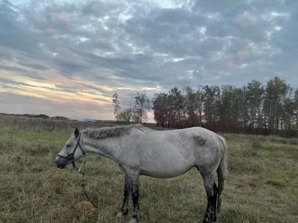 Iapă, Horse breed