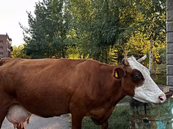 گاو ماده, گاو سفیدسر قزاقستانی