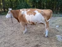 گاو ماده, Simmental cattle — عکس 7