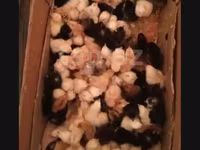 Chickens — foto 4