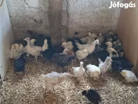 Chickens — ảnh 1