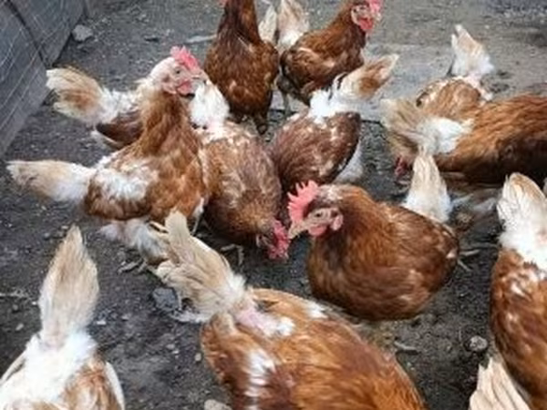 Chickens
