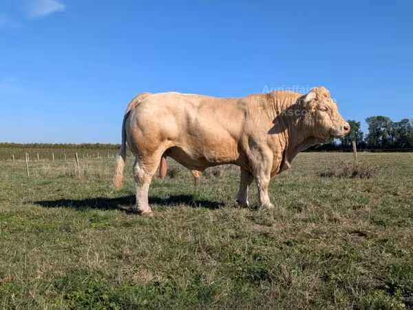 Bull, Charolais cattle