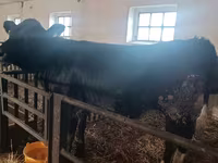 گاو ماده, آبرادین-آنگوس — عکس 8