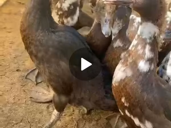 มัสโกวีพันธุ์บ้าน