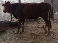 公牛, Cattle — 照片 2